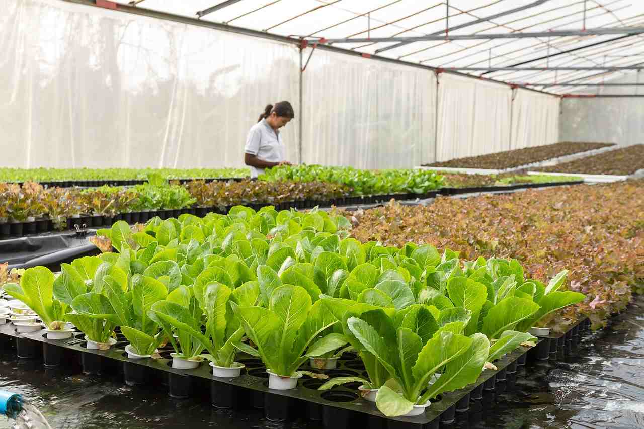 Agriculture in Thailand