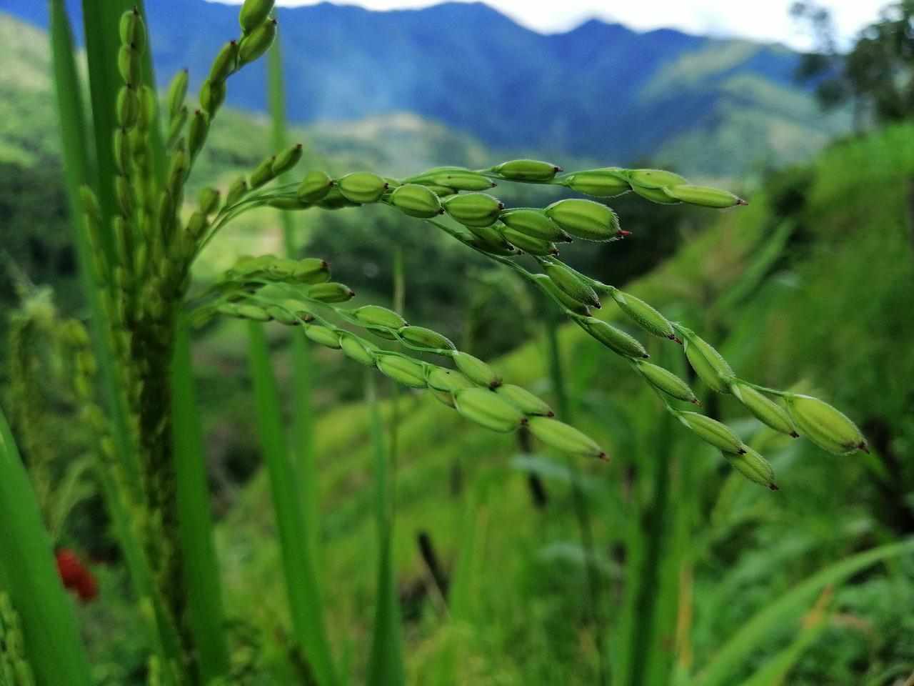 Rice Production in Thailand